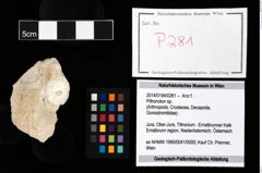 Foto (Objekt + Etikett) von Pithonoton sp.  (NHMW-GEO-2014-0194-0281)